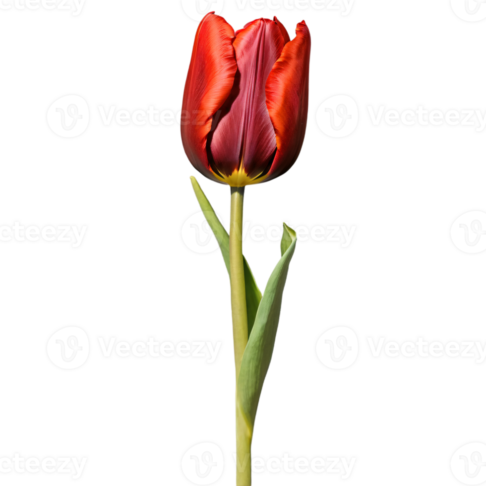 Close up macro photo of red tulip flower with leaves transparent isolated png