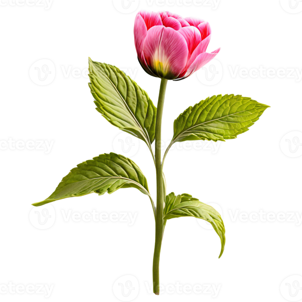 Close up macro photo of pink spring flower with leaves transparent isolated png