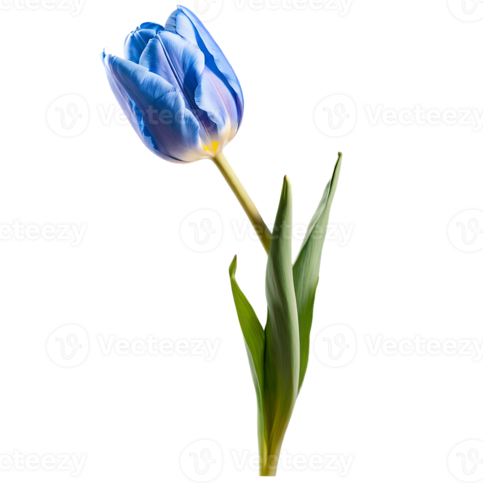 Close up macro photo of blue tulip flower with leaves transparent isolated png