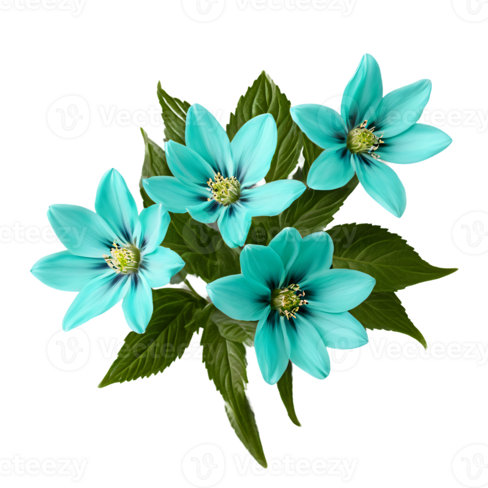 Close up macro photo of turquoise spring flower with leaves transparent isolated png