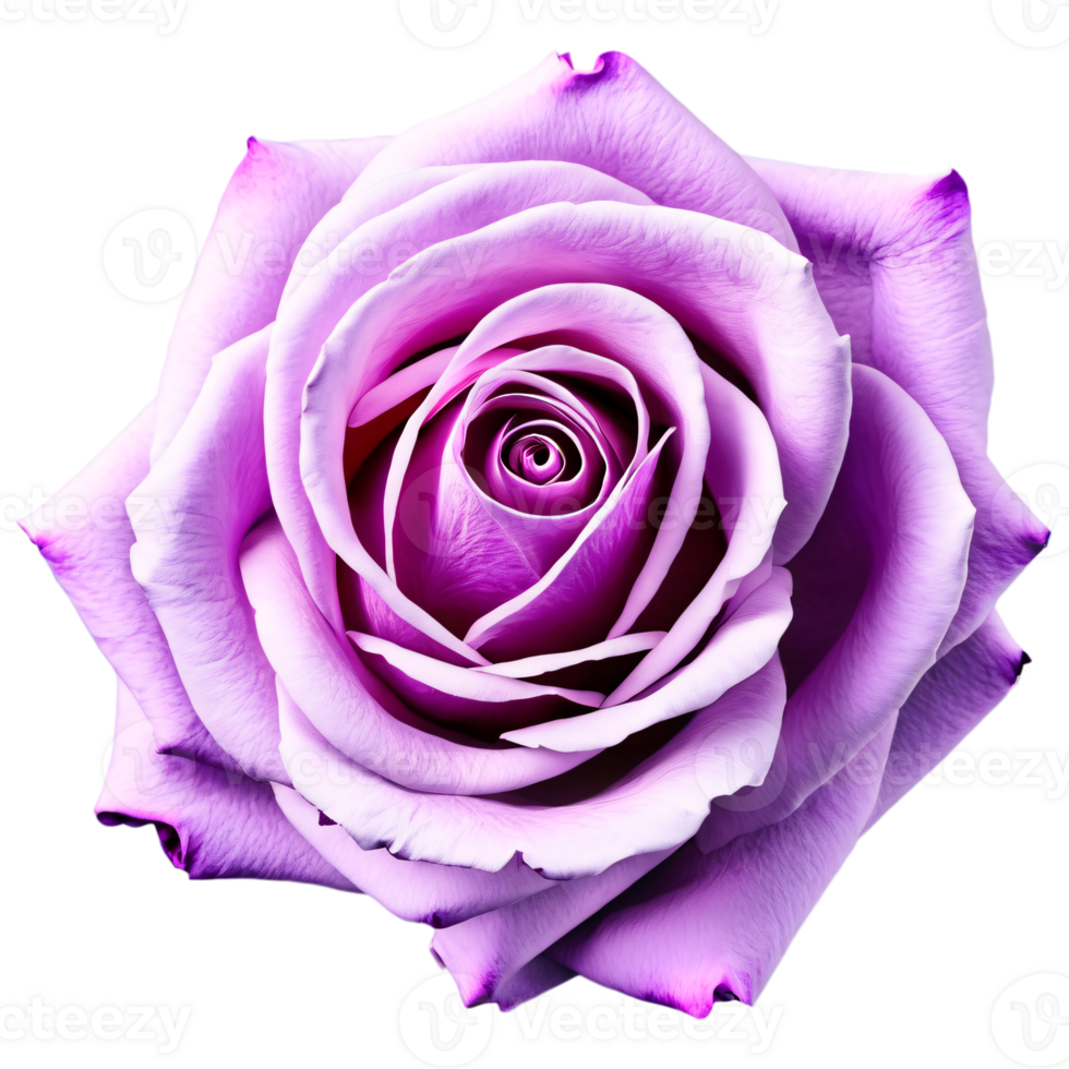 Close up macro photo of violet rose transparent isolated png