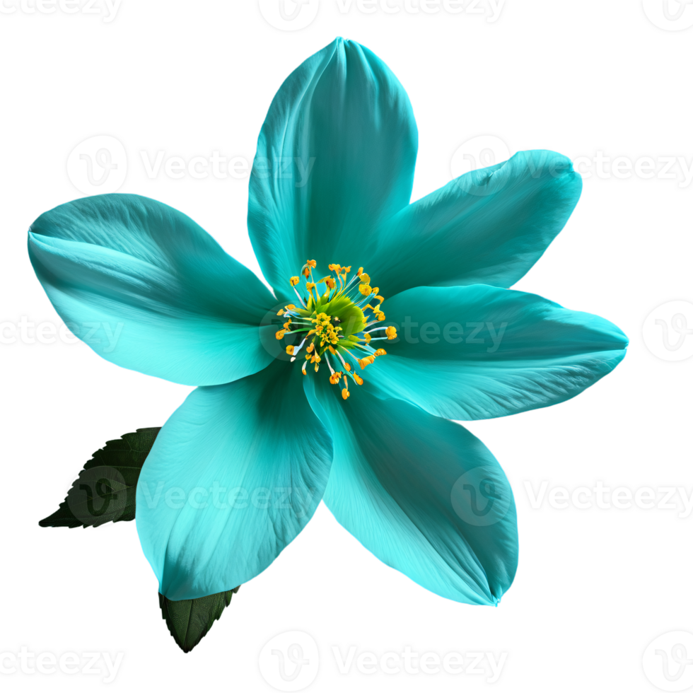 Close up macro photo of turquoise spring flower with leaves transparent isolated png