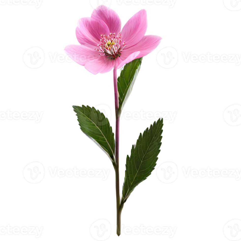 stänga upp makro Foto av rosa vår blomma med löv transparent isolerat png