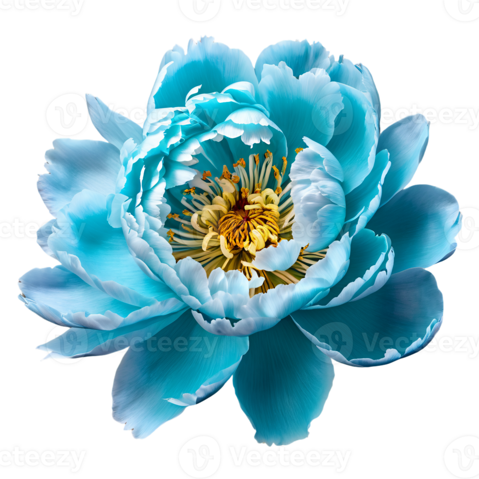 Close up macro photo of turquoise peony flower transparent isolated png