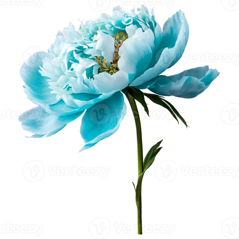 Close up macro photo of turquoise peony flower with stem transparent isolated png