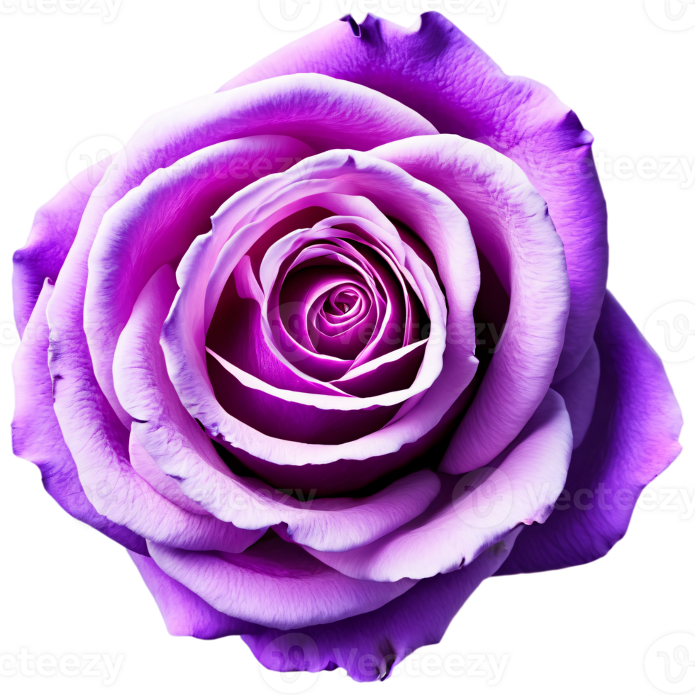 Close up macro photo of violet rose transparent isolated png