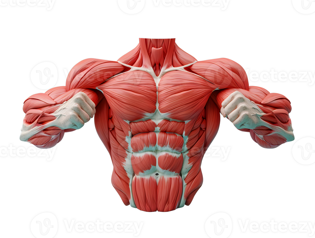 appearance of muscular male body muscles, 3d illustration elements png