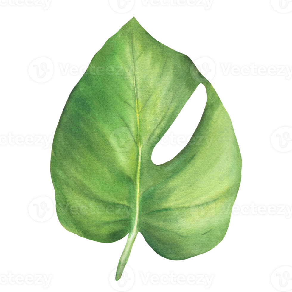 tropisk löv, djungel växter. hus växter blad, philodendron lövverk. vattenfärg hand dragen illustration grön levande växt, exotisk grönska för klistermärke, kort logotyp skriva ut isolerat vit bakgrund. png