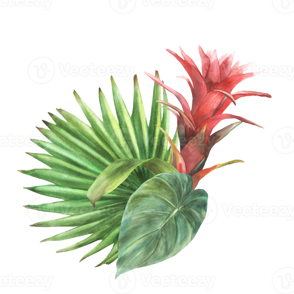 tropisch regeling, bromelia bloem, palm blad, huis fabriek bladeren. exotisch rood zuidelijk knop met blad, oerwoud groen bloemen clip art. waterverf hand- getrokken illustratie. png