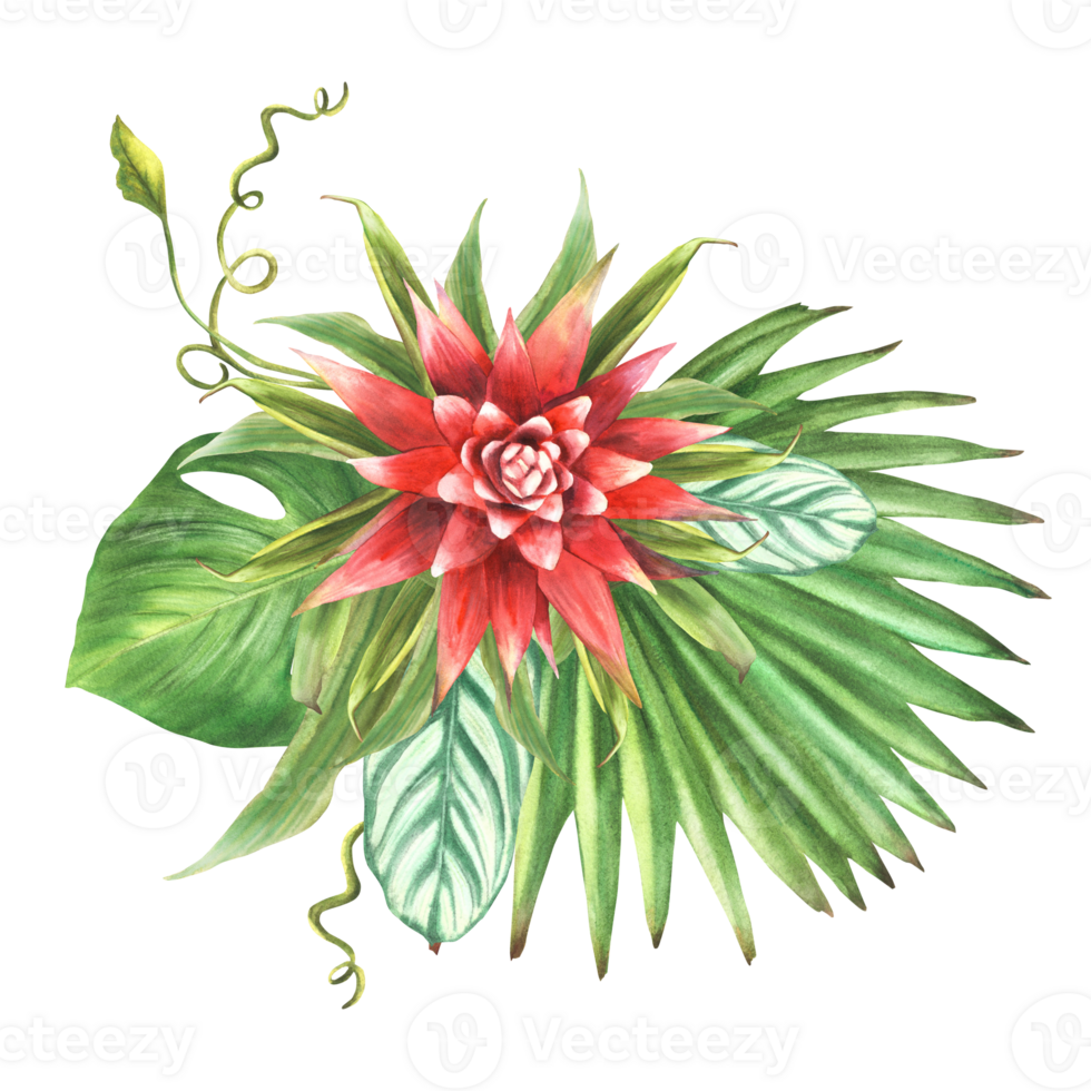 Tropical bouquet, bromeliad flower, palm leaf, calathea, creeper, home plant leaves. Exotic southern bud jungle greenery floral clipart. Watercolor hand drawn illustration. png