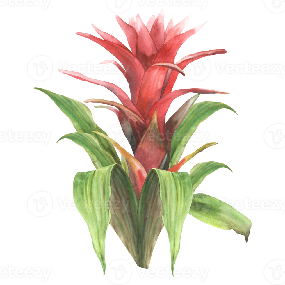 Tropical bromeliad flower, home plant. Living plants exotic red southern bud with leaf, jungle greenery floral clipart. Watercolor botanical hand drawn illustration. Isolated white background. png