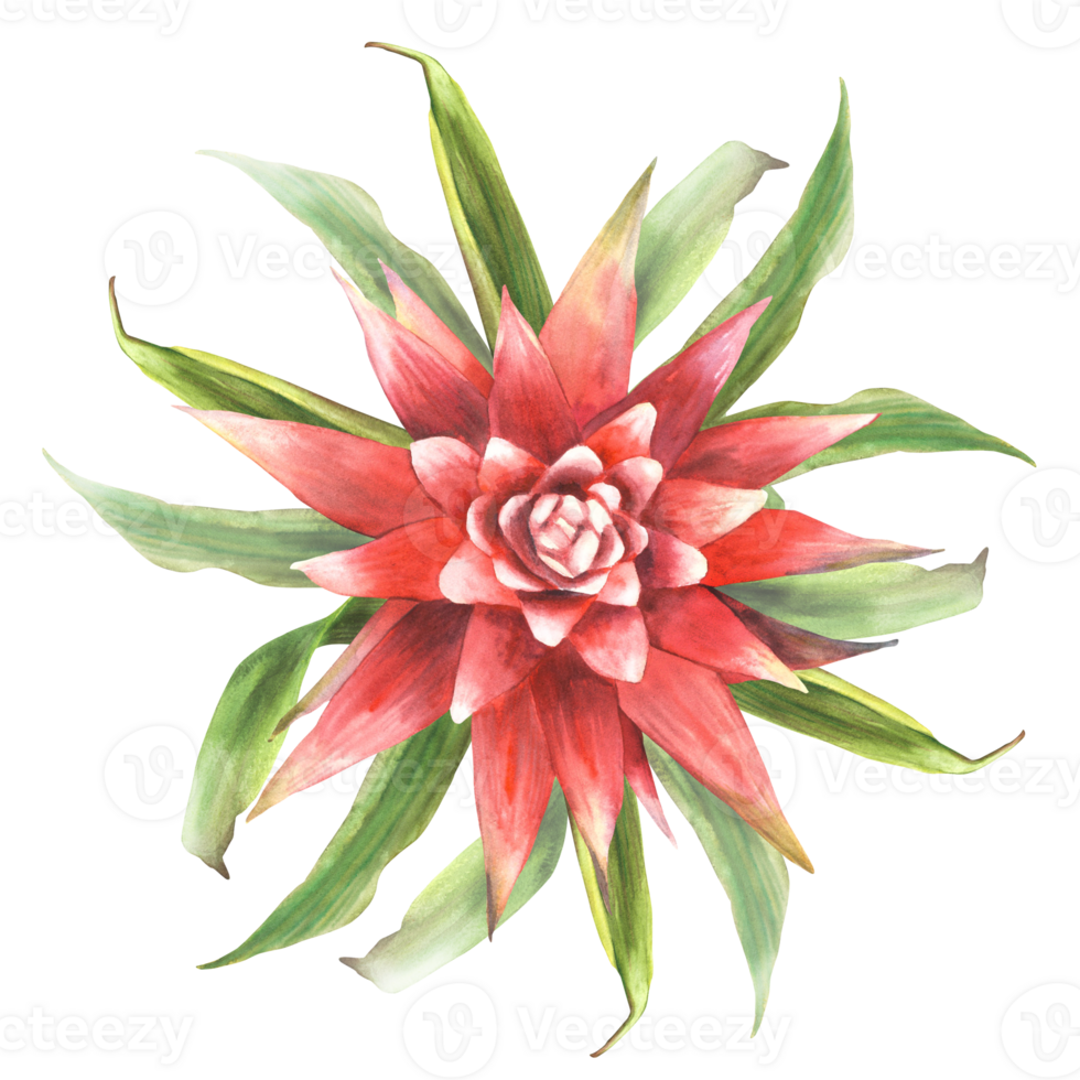 Tropical bromeliad flower, home plant, leaves. House plants exotic red bromeliaceae bud, iungle tropical floral Clipart. Watercolor hand drawn illustration for card print. Isolated white background. png
