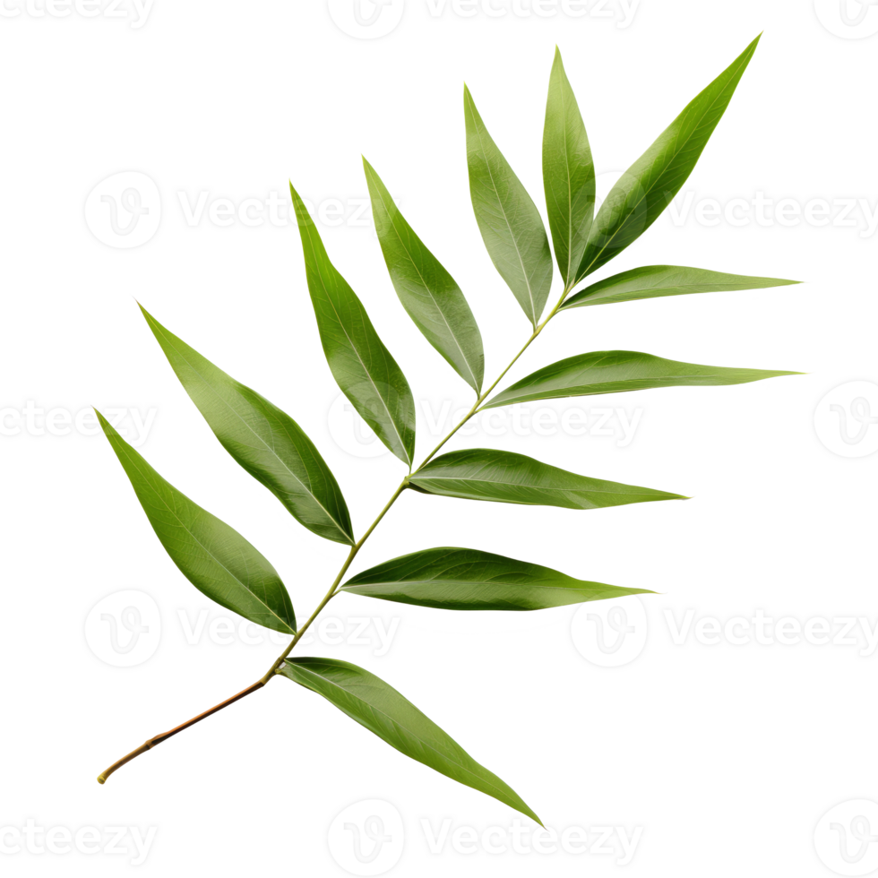 bamboo leaf isolated on transparent background png
