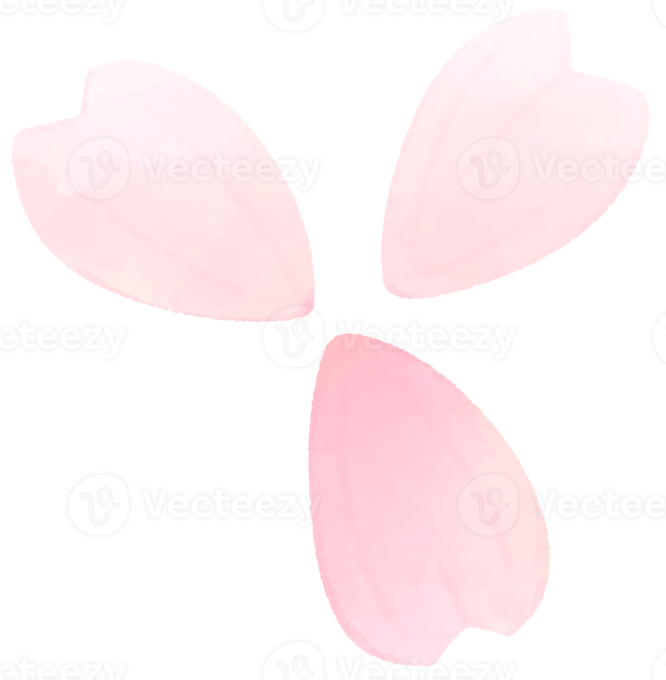 Cherry blossom water color cartoon style hand drawn illustration sakura png