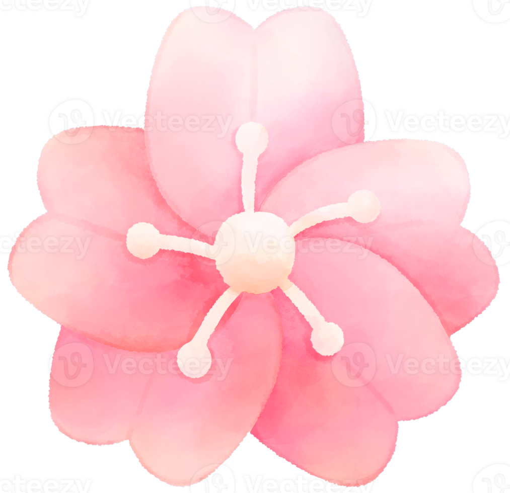 Cherry blossom water color cartoon style hand drawn illustration sakura png