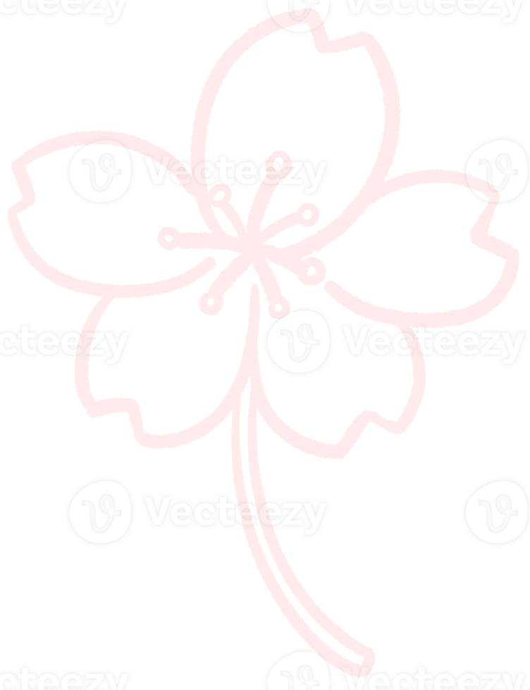 Cherry blossom lineart outline cartoon style hand drawn illustration sakura png