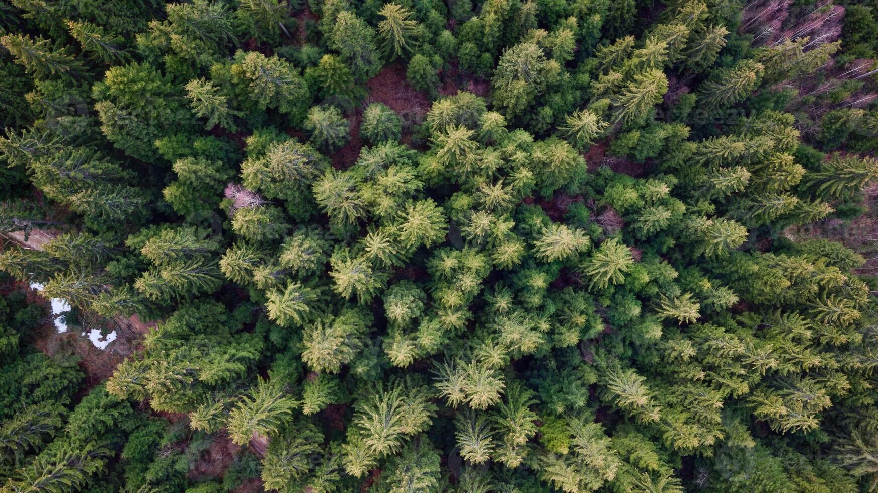 Aerial drone view of pine trees in the forest. Travel and relaxing concept. photo
