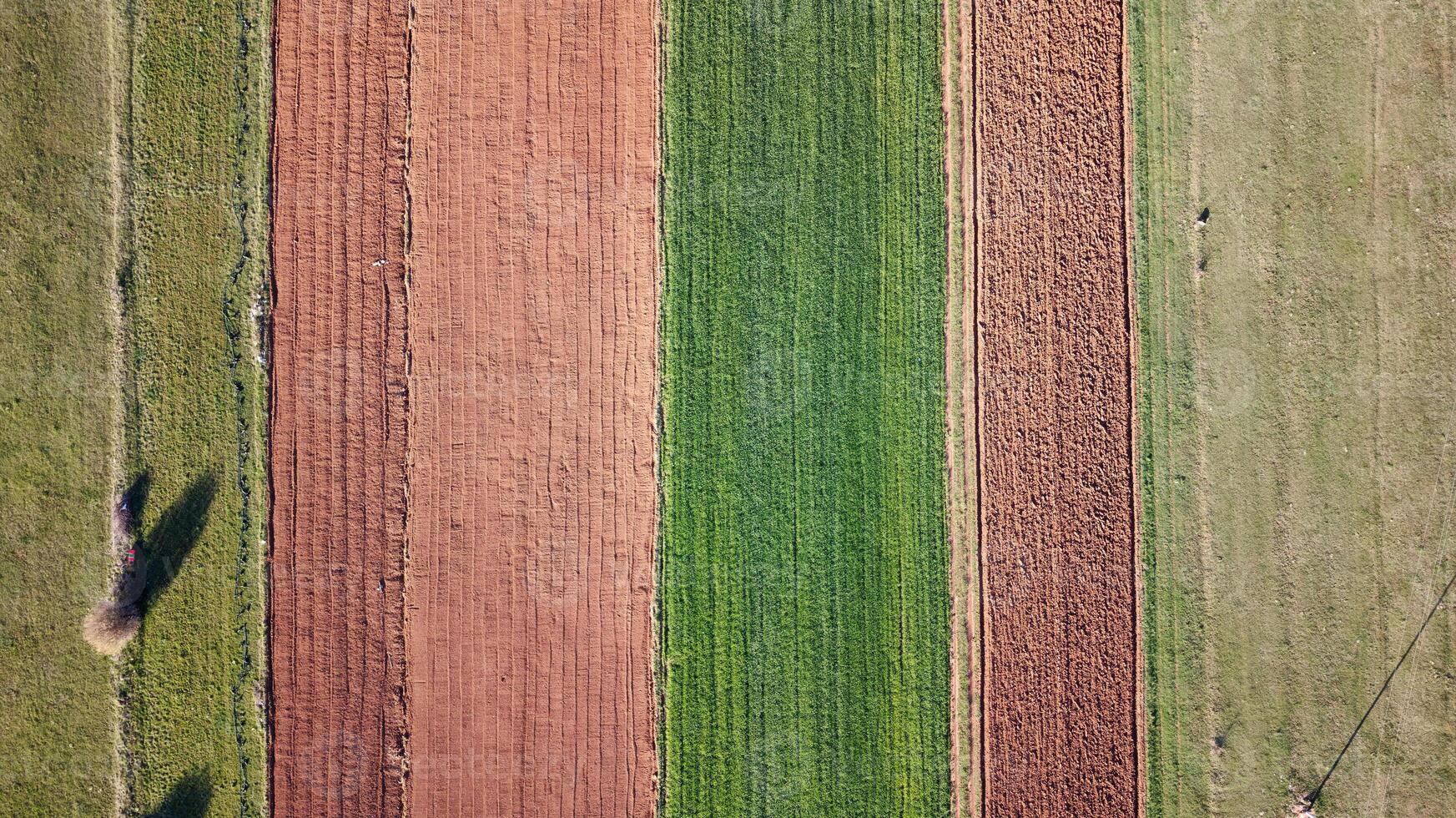 Aerial drone view of agricultural fields. Cultivating crops and farming. photo