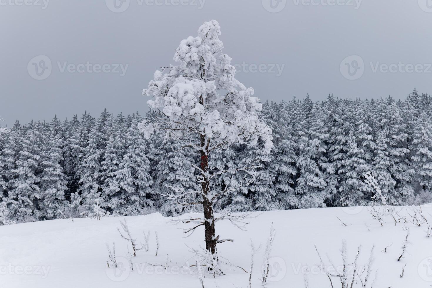ver de congelado arboles en el bosque. montaña paisaje en un invierno día. foto