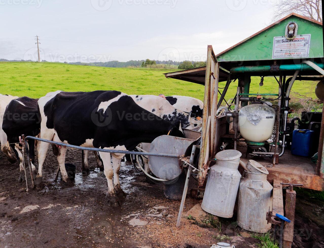 Process of milking the cows. Dairy cow milking, milking routines. photo