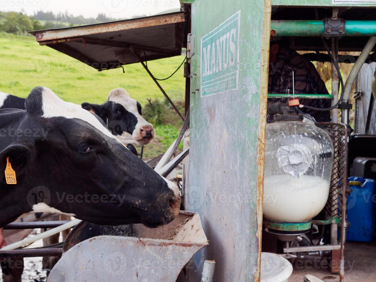 proceso de ordeño el vacas lechería vaca ordeño, ordeño rutinas foto