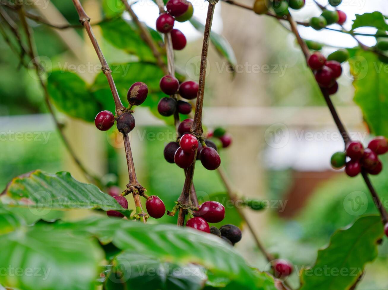 Close up of the coffee beans plant. photo