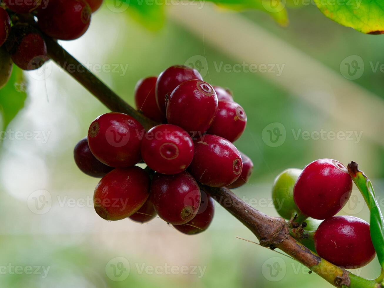 Close up of the coffee beans plant. photo