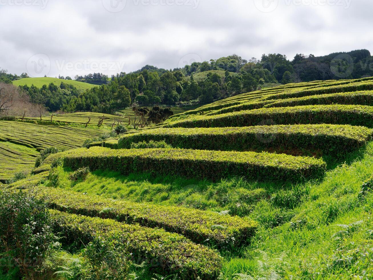 Lush green fields tea plantation in Gorreana Tea Factory on Sao Miguel Island in the Azores, Portugal.  Gorreana is the oldest, and nowadays the only tea plantation in Europe. photo