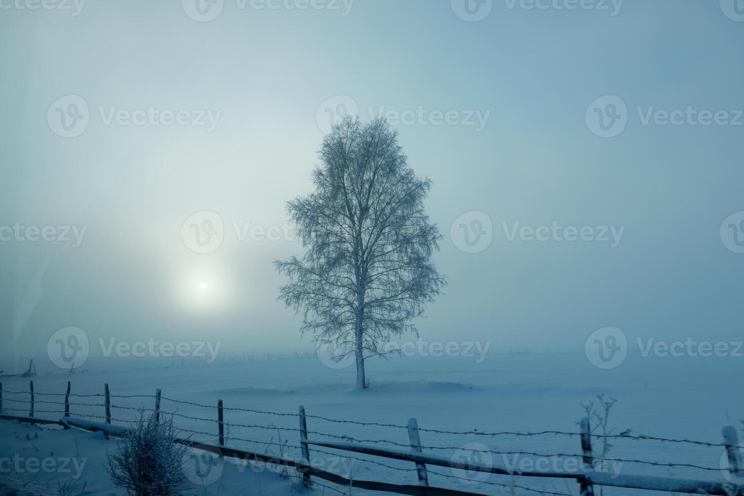Foggy landscape during winter time. Frozen tree. photo
