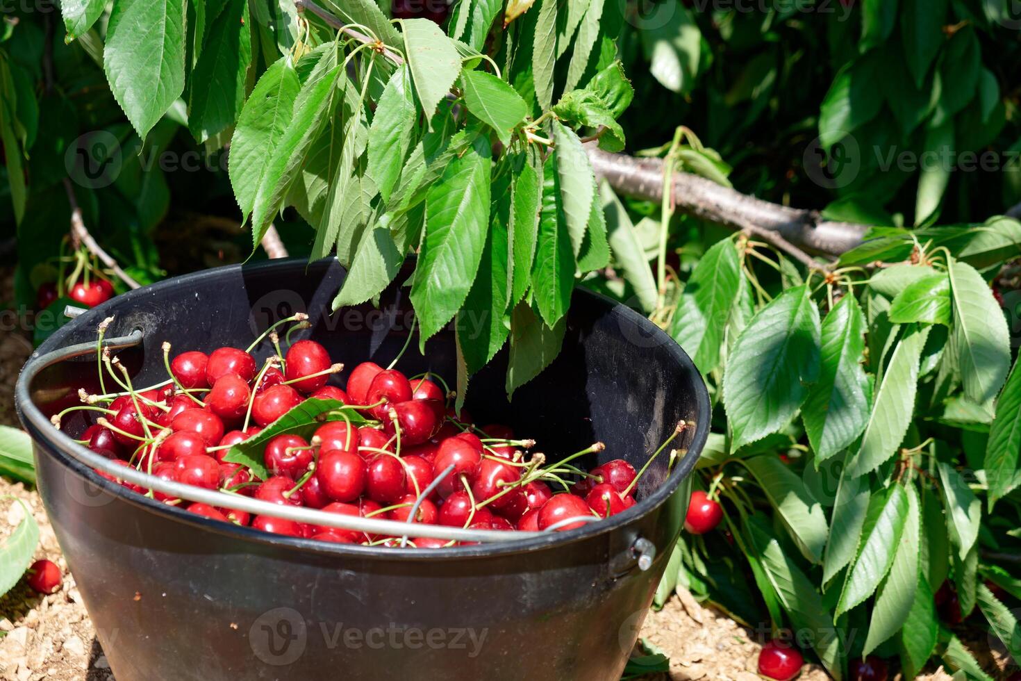 Cherry fruits inside a black bucket after being picked. Organic cherries. photo