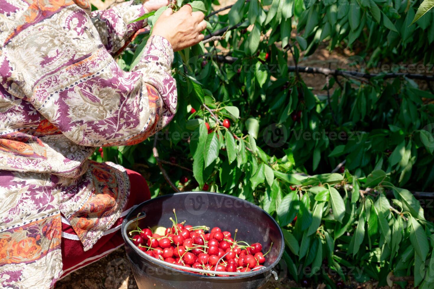 A woman picking cherry fruits from the trees. Organic cherries. photo