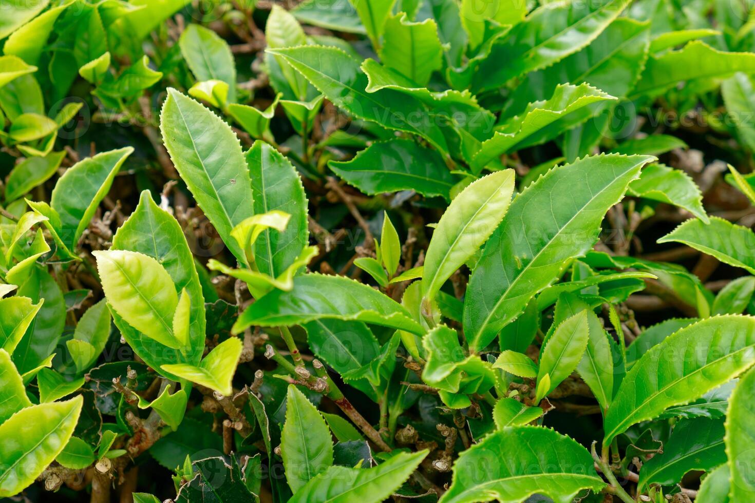 de cerca de verde té hojas. gorreana té fábrica en sao miguel isla en el azores, Portugal. gorreana es el más antiguo, y hoy en día el solamente té plantación en Europa. foto