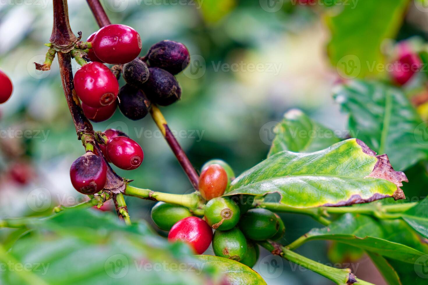 cerca arriba de el café frijoles planta. foto