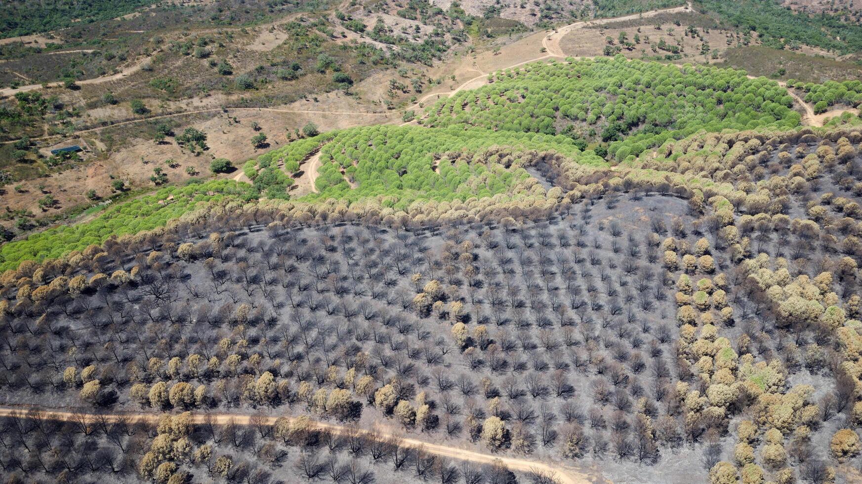 Aerial drone view of burned forest. Dark land and black trees caused by fire. Forest fire. Climate change, ecology and land. photo