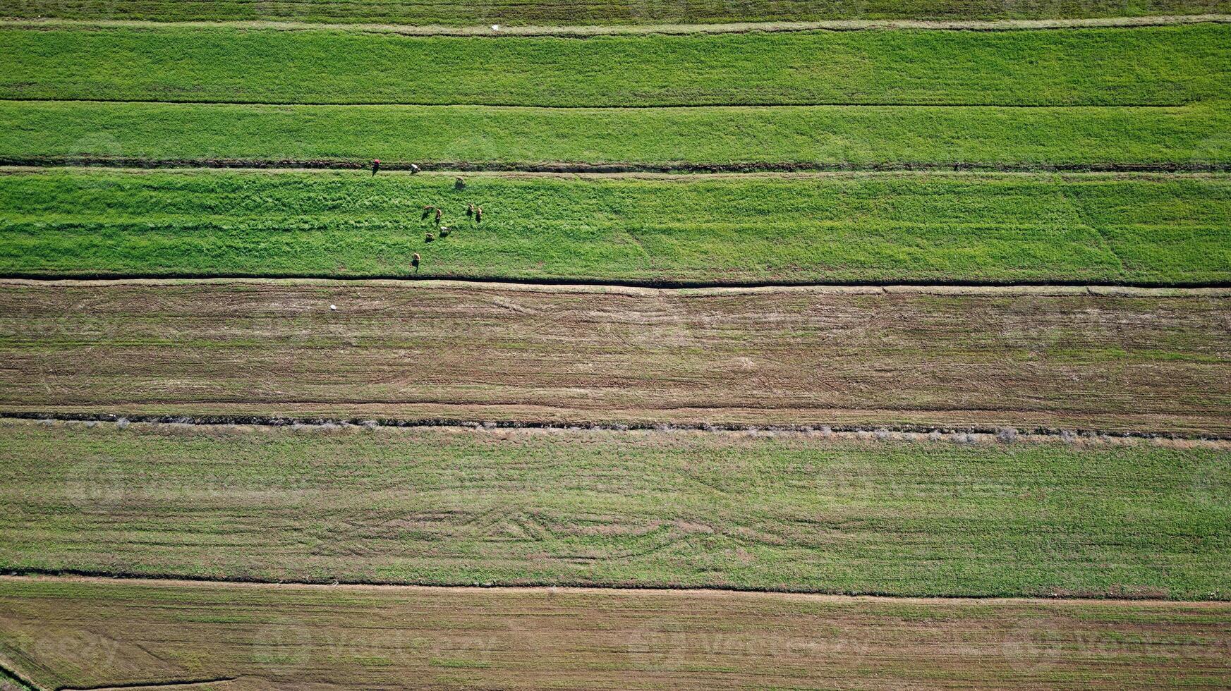 Aerial drone view of agricultural fields. Cultivating crops and farming. photo