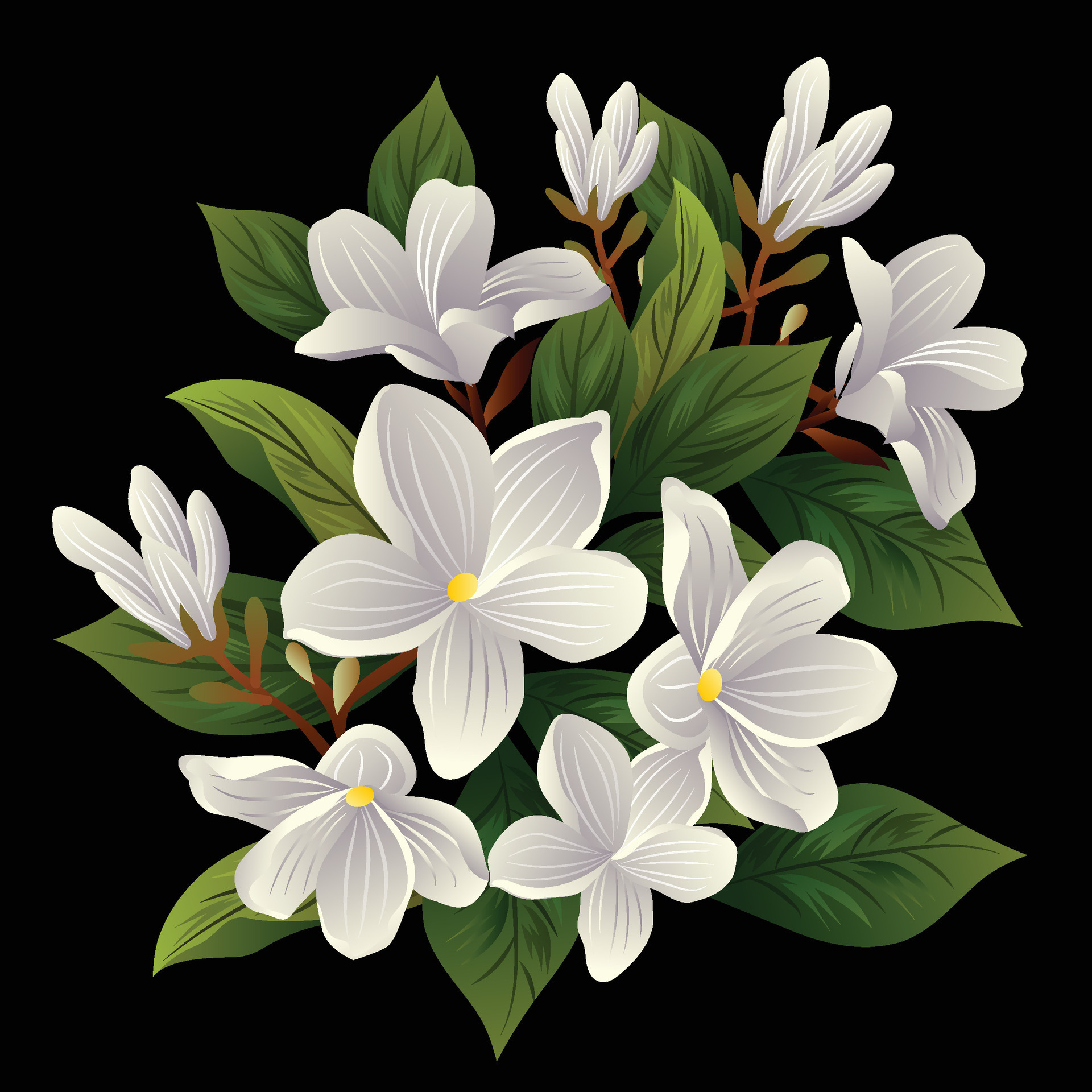 Jasmine Digital Art Flower Clip Art 43761252 Vector Art at Vecteezy