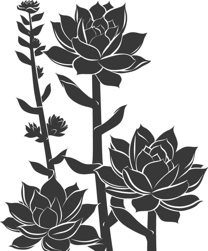 Silhouette Succulent plant black color only vector