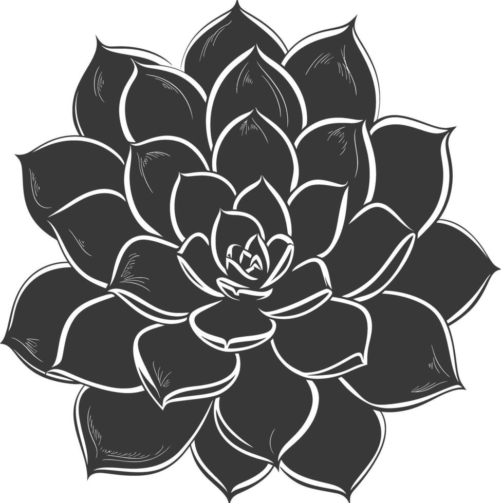 Silhouette Succulent plant black color only vector