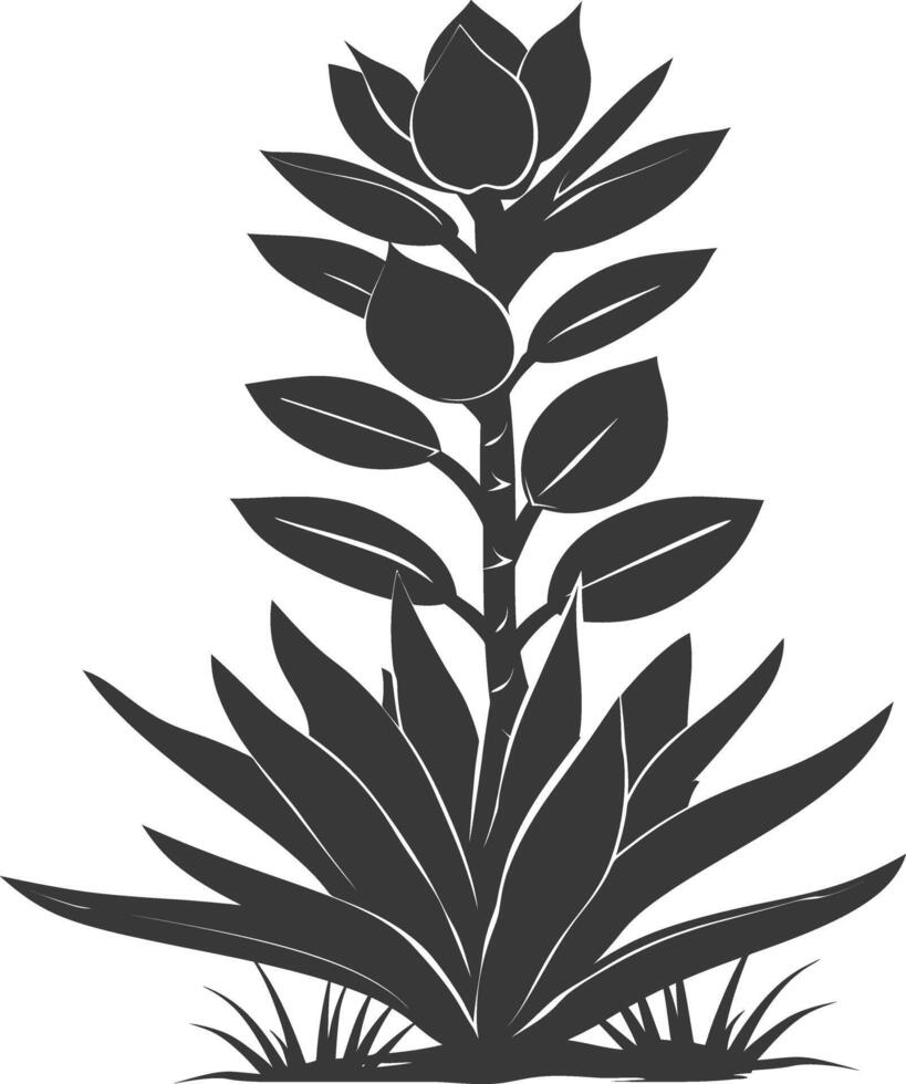 Silhouette Succulent plant black color only vector