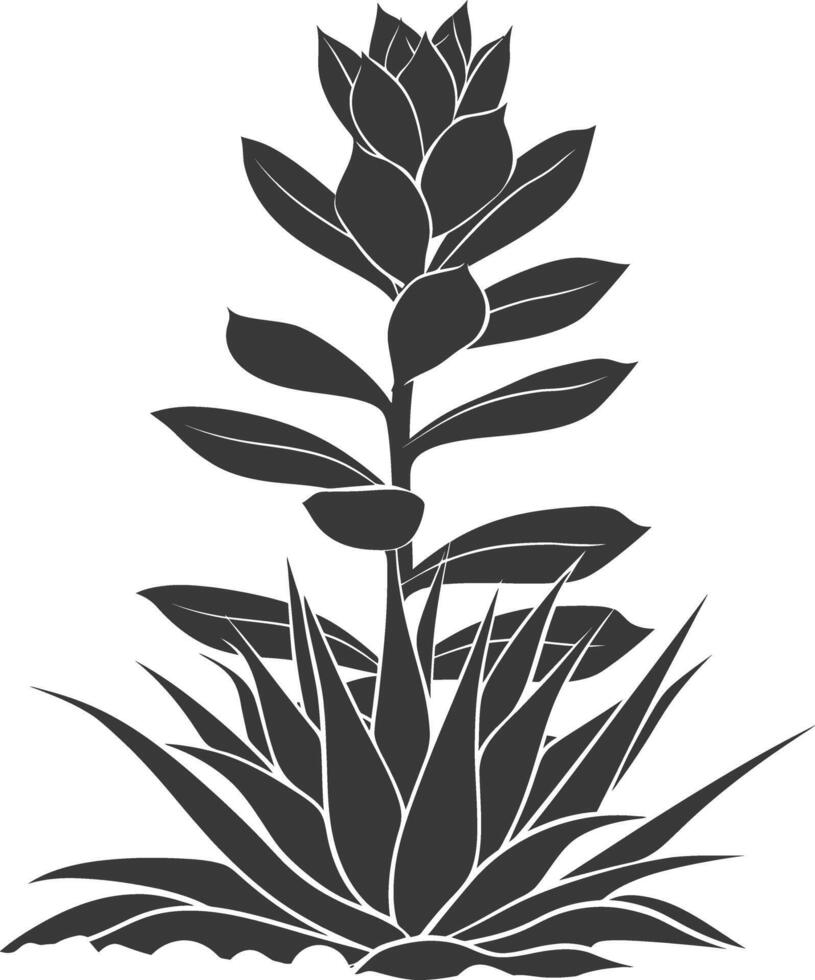 Silhouette Succulent plant black color only vector