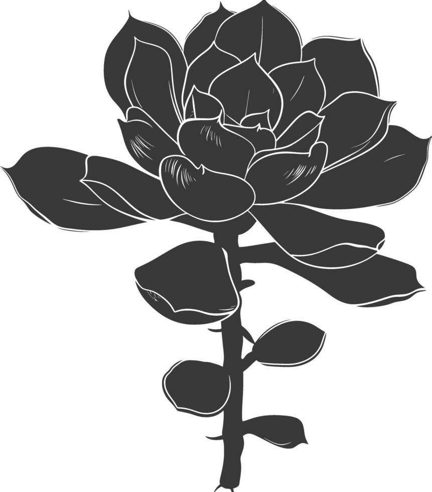 Silhouette Succulent plant black color only vector