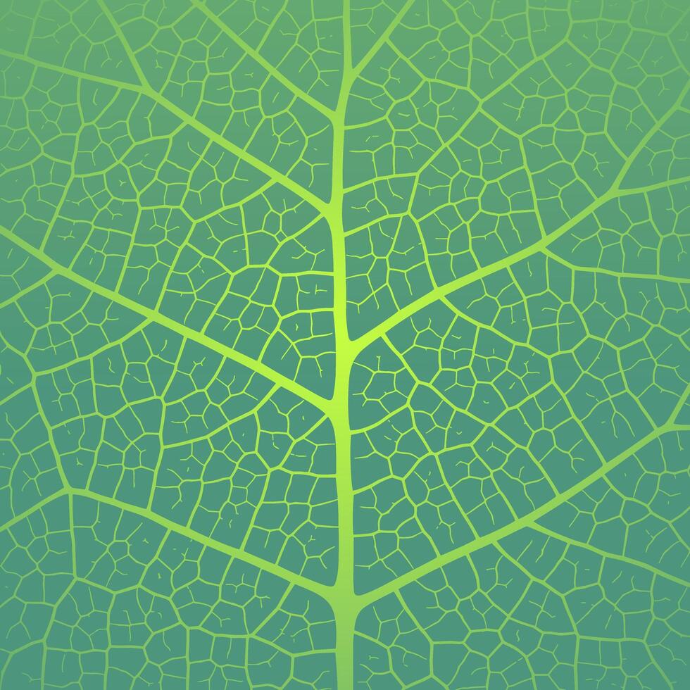 Leaf vein texture abstract background with close up plant leaf cells ornament texture pattern. vector