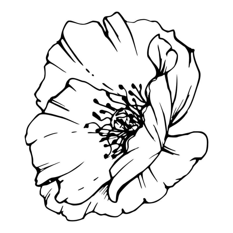 set of elements with hand drawn peony poppy flowers. Isolated on white background. Botanical graphic illustration. Design for invitations, wedding, love or greeting cards, paper, print, textile vector