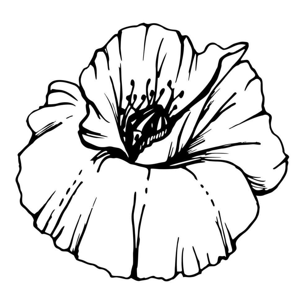 set of elements with hand drawn peony poppy flowers. Isolated on white background. Botanical graphic illustration. Design for invitations, wedding, love or greeting cards, paper, print, textile vector