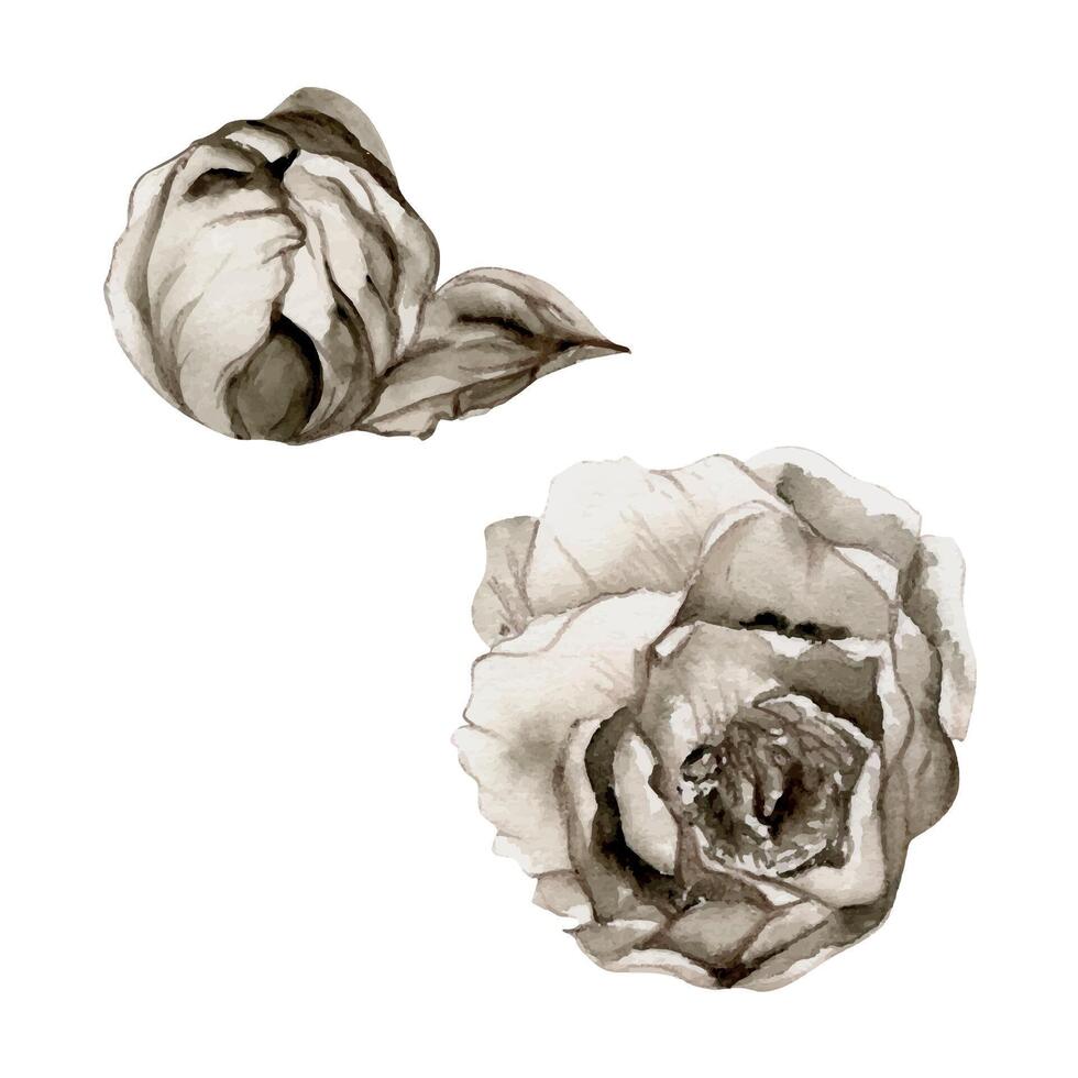 Hand drawn watercolor grisaille monochrome peony, tulip, ranunculus flowers. Single element isolated on white background. Design for invitations, wedding or greeting cards, floral shop, print, textile vector