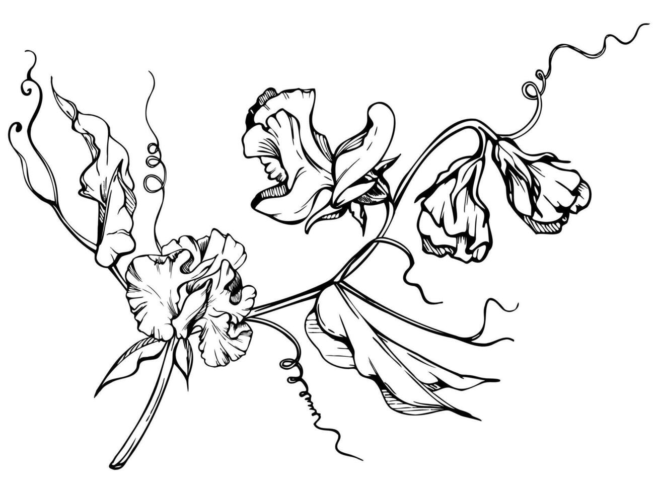 Hand drawn graphic ink illustration botanical flowers leaves. Sweet everlasting pea, vetch bindweed legume. Branch bouquet isolated on white background. Design wedding, love cards, floral shop vector