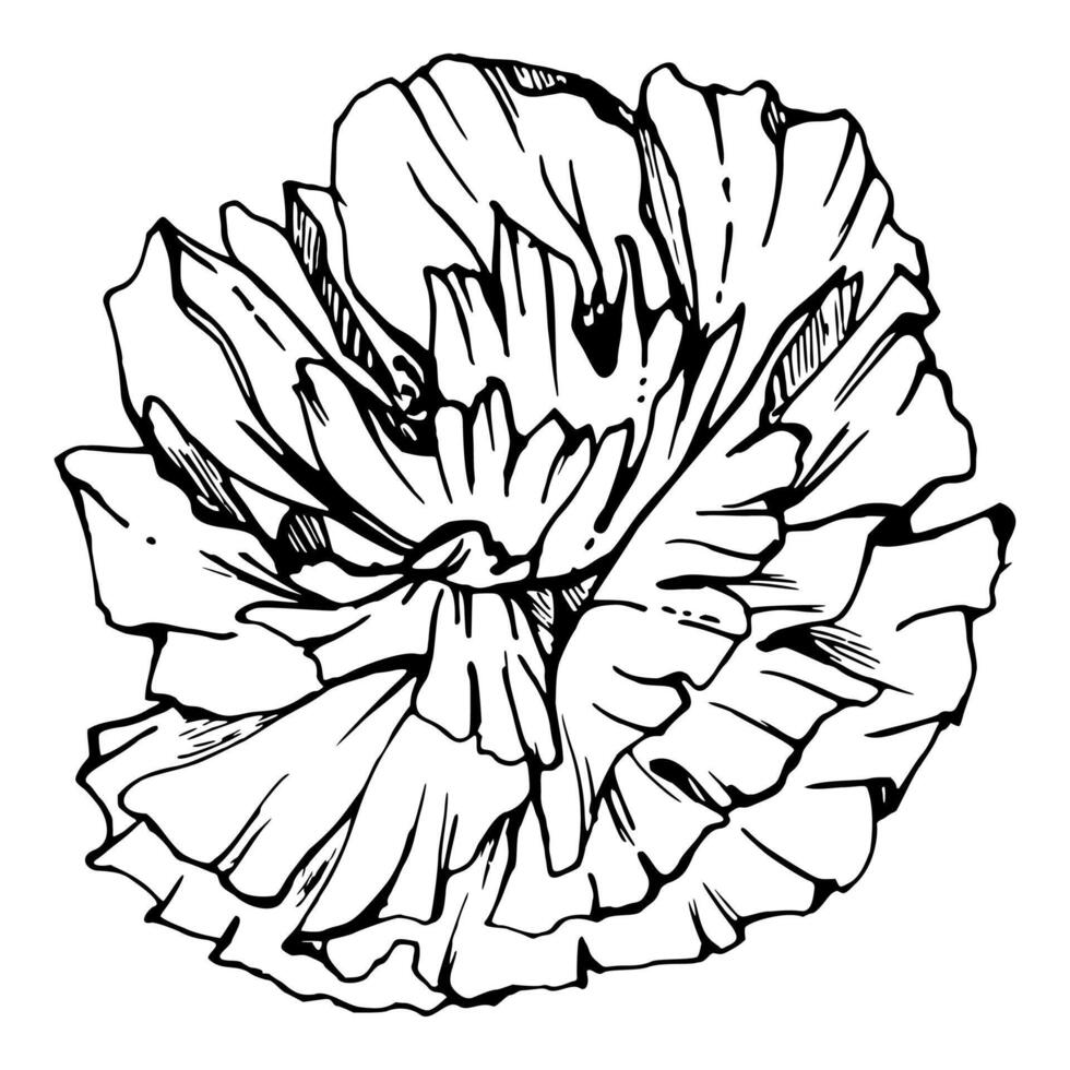 set of elements with hand drawn peony poppy flowers. Isolated on white background. Botanical graphic illustration. Design for invitations, wedding, love or greeting cards, paper, print, textile vector