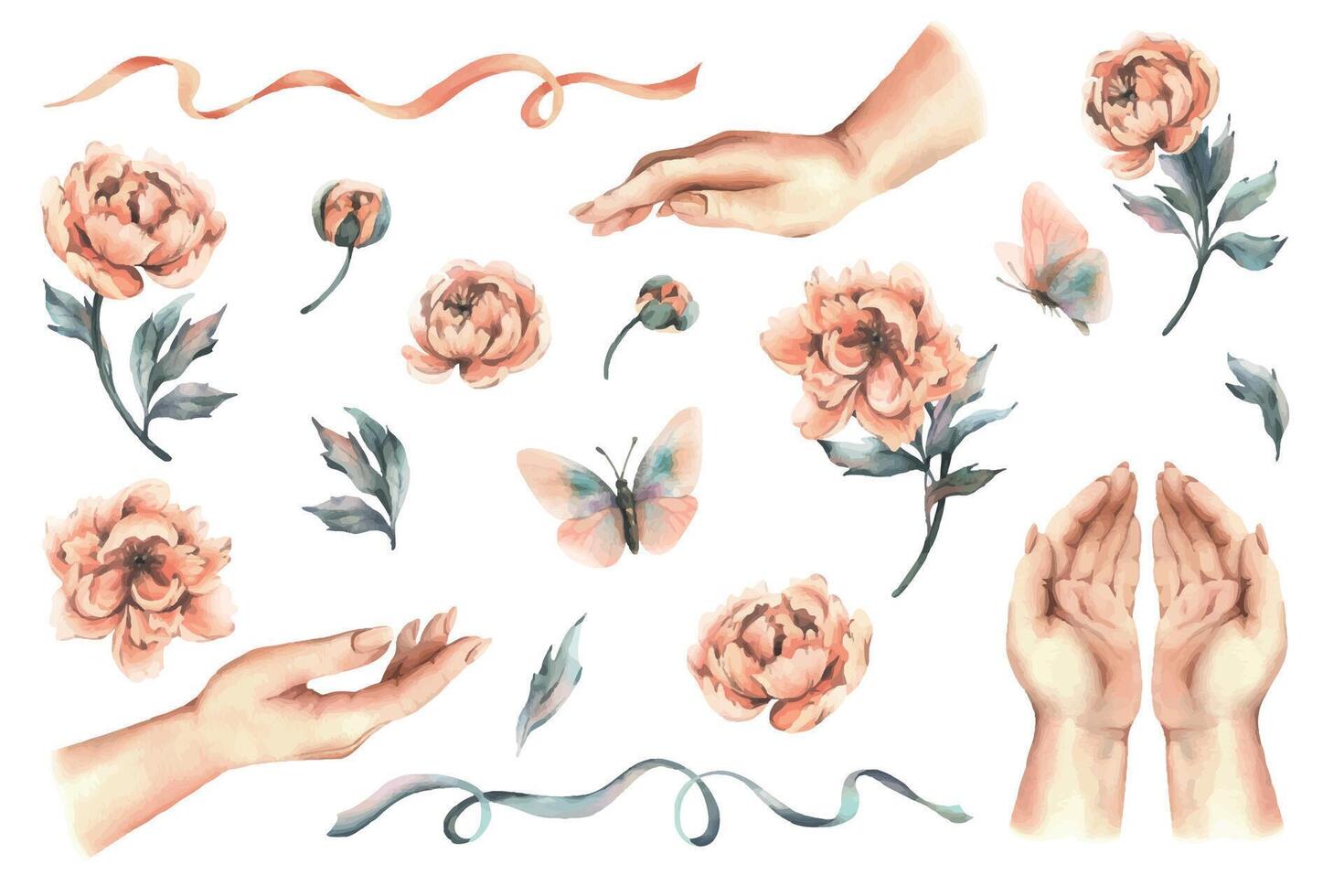 Female hands in different positions with flowers, buds and leaves of peach-colored peonies, butterflies and ribbons. Hand drawn watercolor illustration. Set of elements isolated from background vector