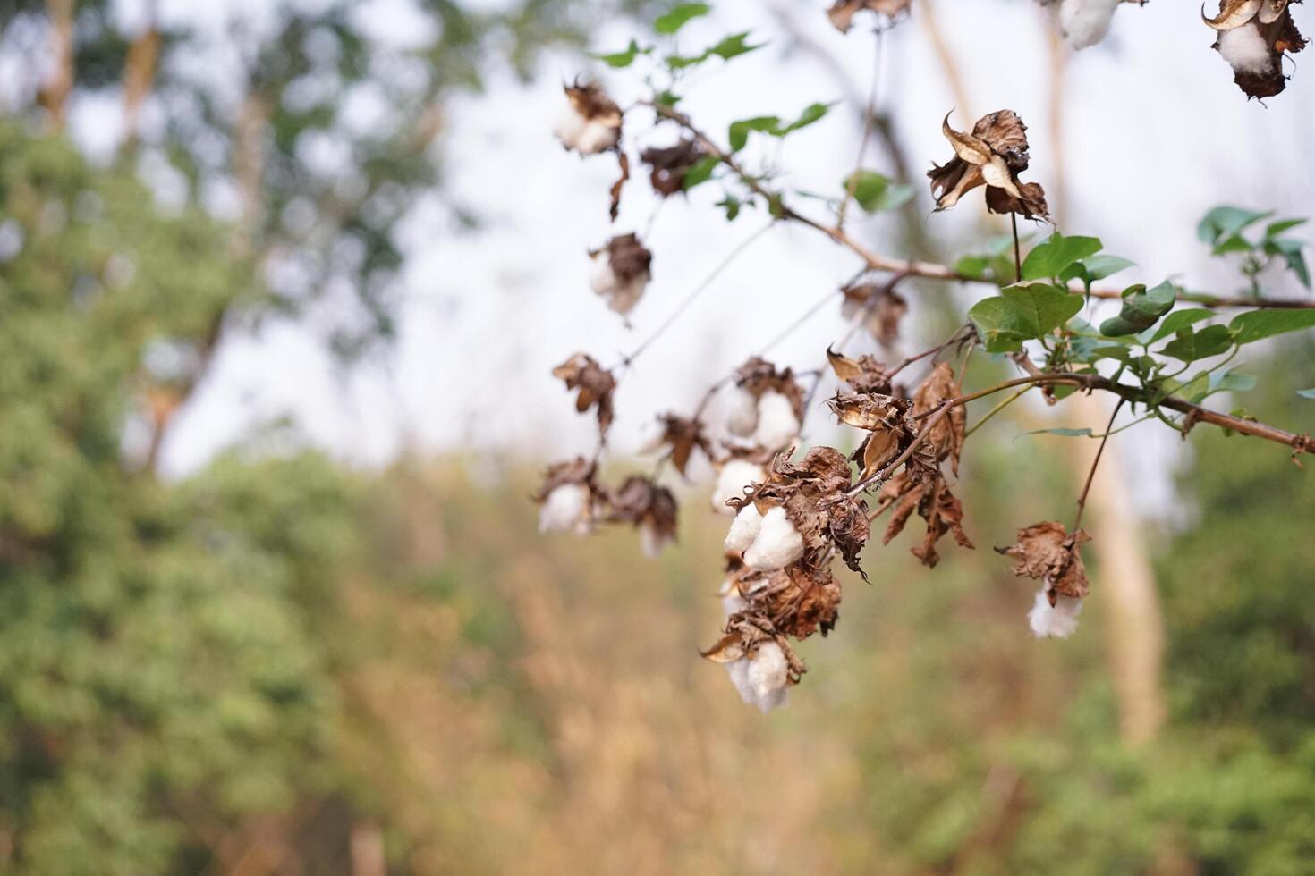 A blossoming organic white natural cotton plant photo