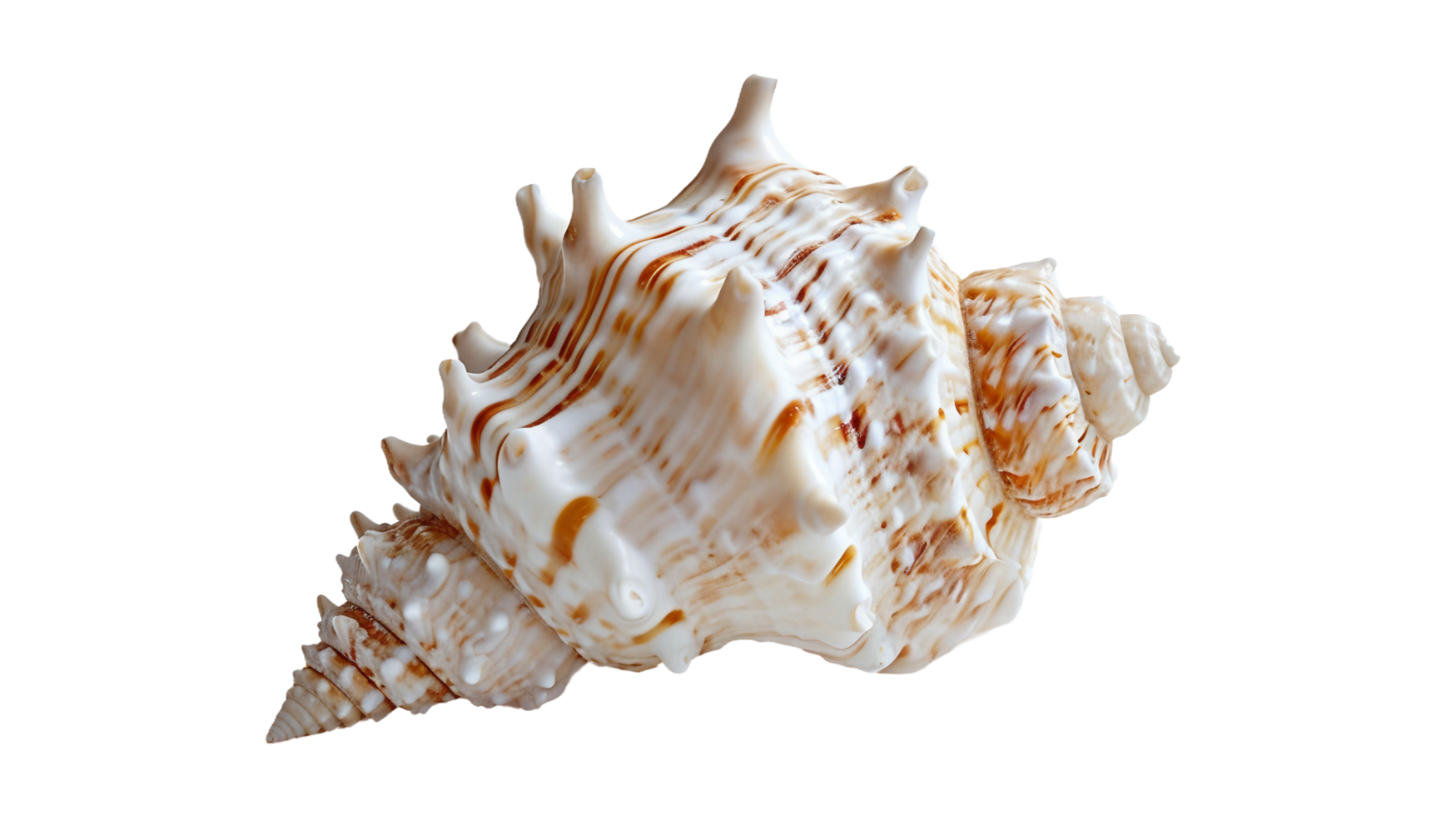 Seashell Siren, on the transparent background. Format png